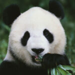 Profile picture of Pandy